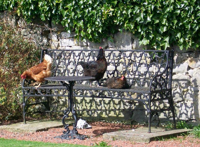 sun bathing hens in the garden at Cornhills farmhouse